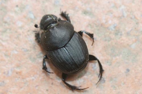 Onthophagus verticicornis
